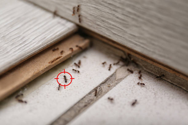 Best Ant Control Services  in Mattawan, MI