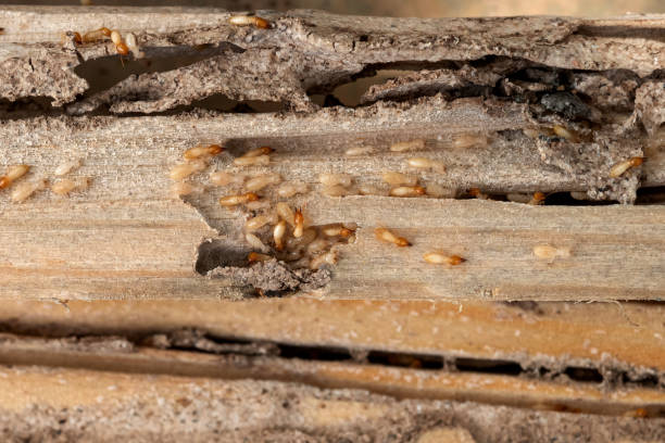Best Mosquito Control Services  in Mattawan, MI