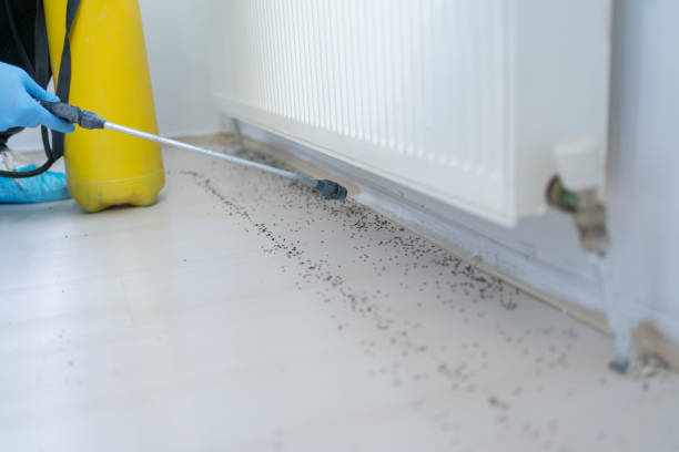 Best Affordable Pest Control Services  in Mattawan, MI