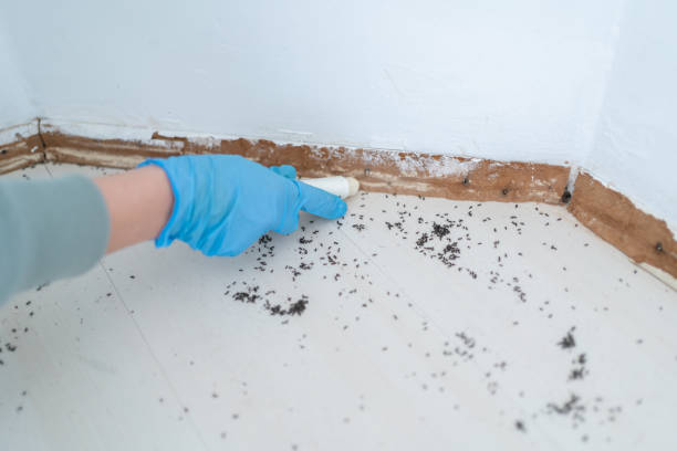 Best Insect Control  in Mattawan, MI